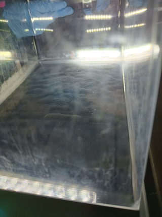 Sumukammiossa näkyi hienosti avaruudesta saapuvien hiukkasten lentoratoja